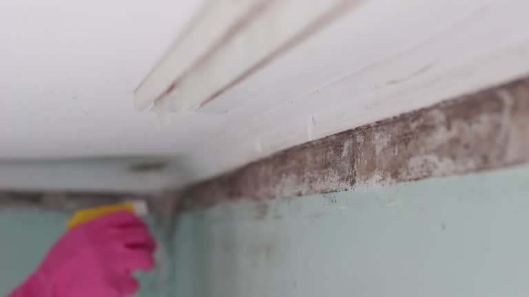 Best Residential Mold Inspection & Testing  in USA